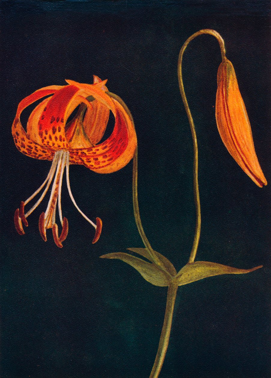 Leopar Zambak, c1915, 1915 by Emma Graham Clock