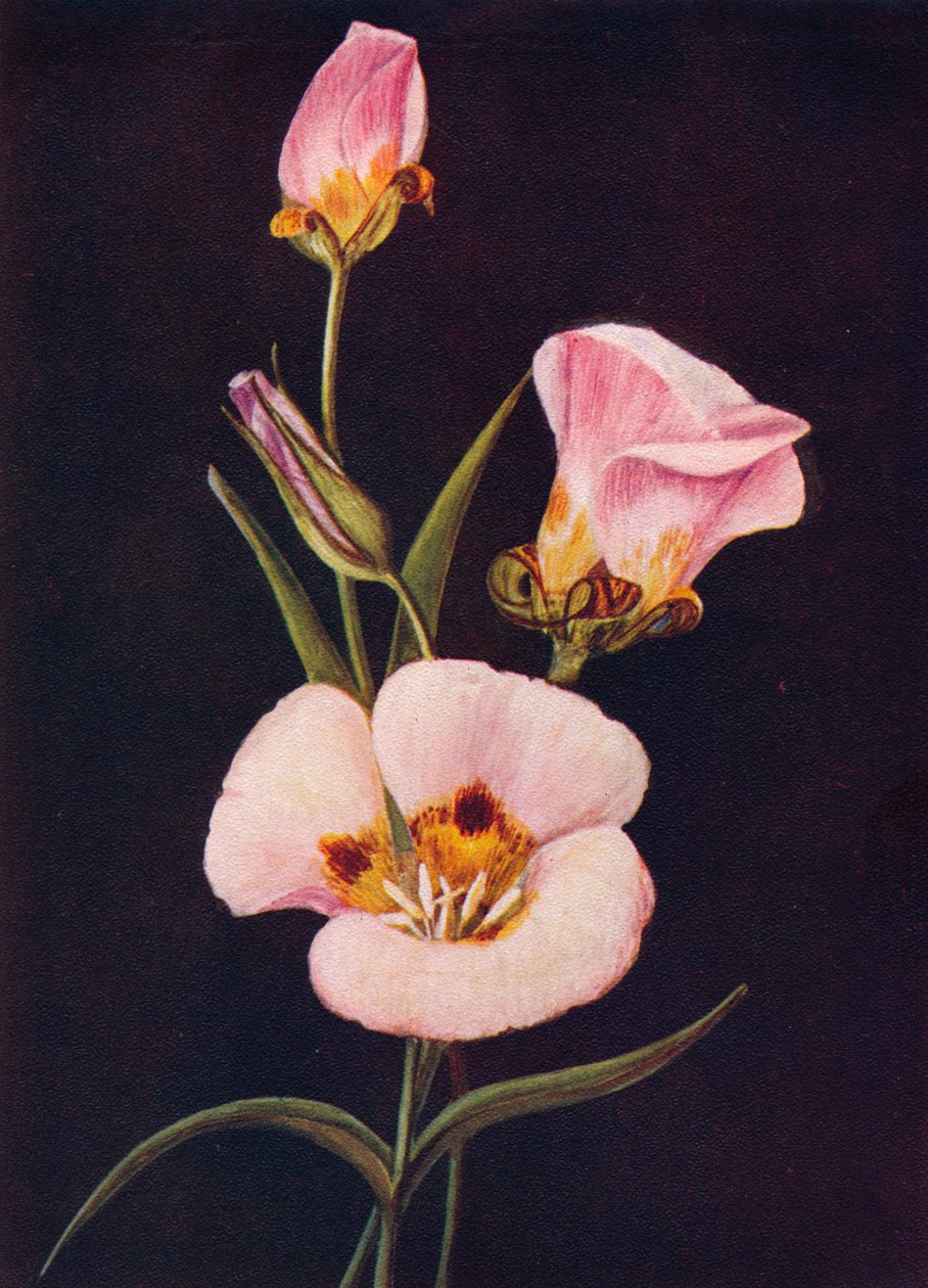 Mariposa Lalesi, c1915, 1915 by Emma Graham Clock