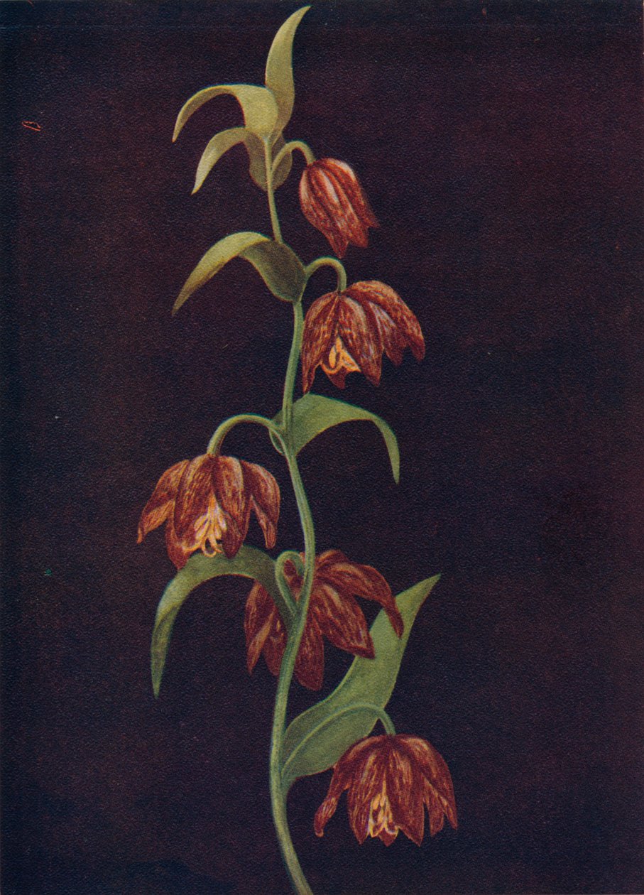Görev Çanları, c1915, 1915 by Emma Graham Clock