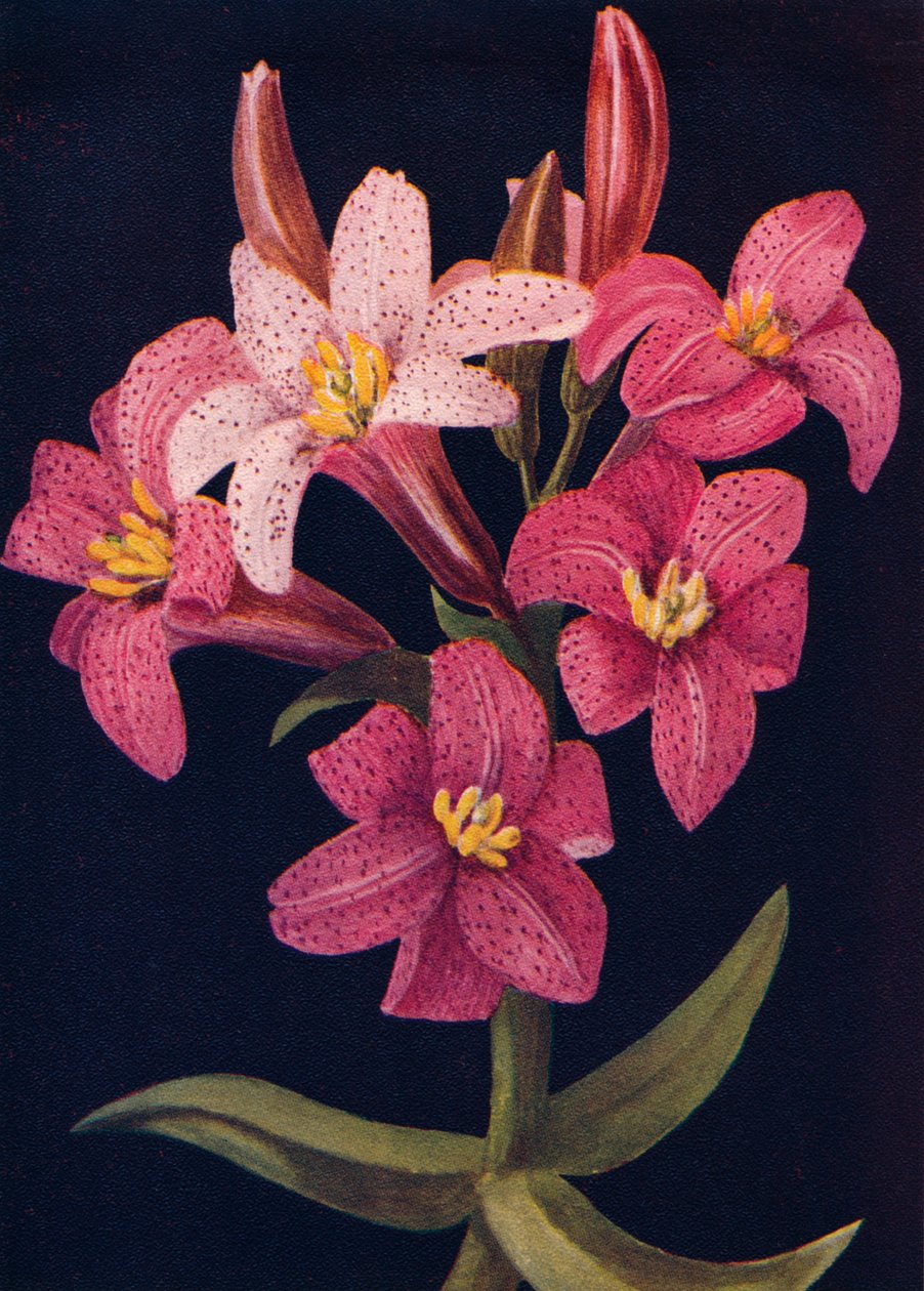 Yakut Lily, c1915, 1915 by Emma Graham Clock