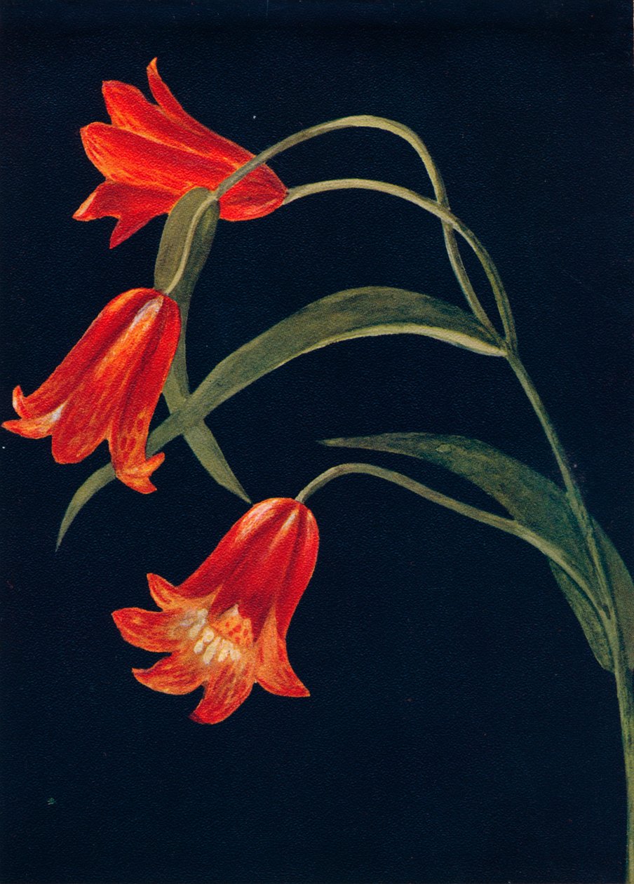 Scarlet Fritillaria, c1915, 1915 by Emma Graham Clock