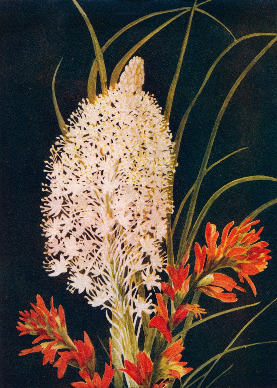 Squaw Grass ve Scarlet Boya Fırçası, c1915, 1915 by Emma Graham Clock