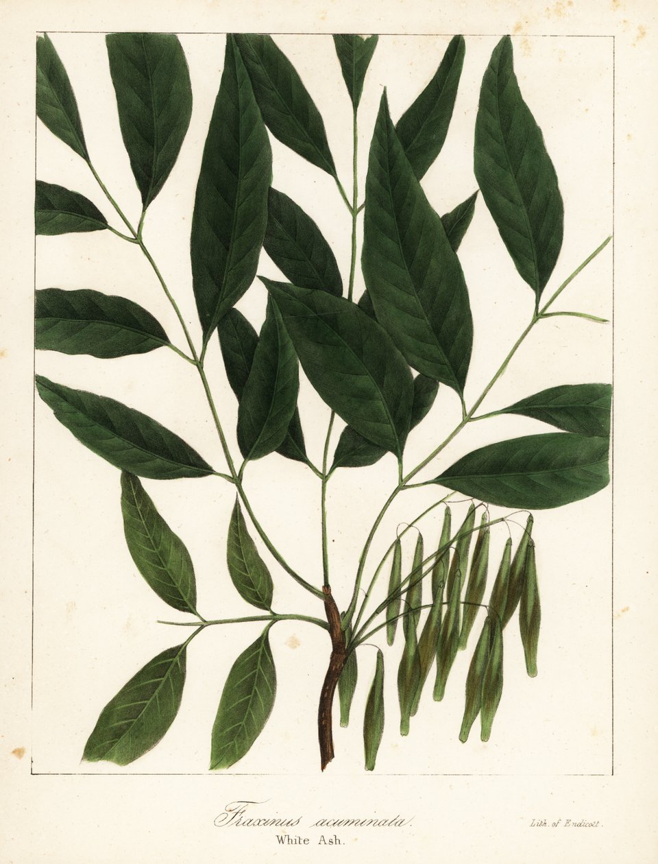 Amerikan külü, Fraxinus americana (Beyaz kül, Fraxinus acuminata) by Endicott Endicott
