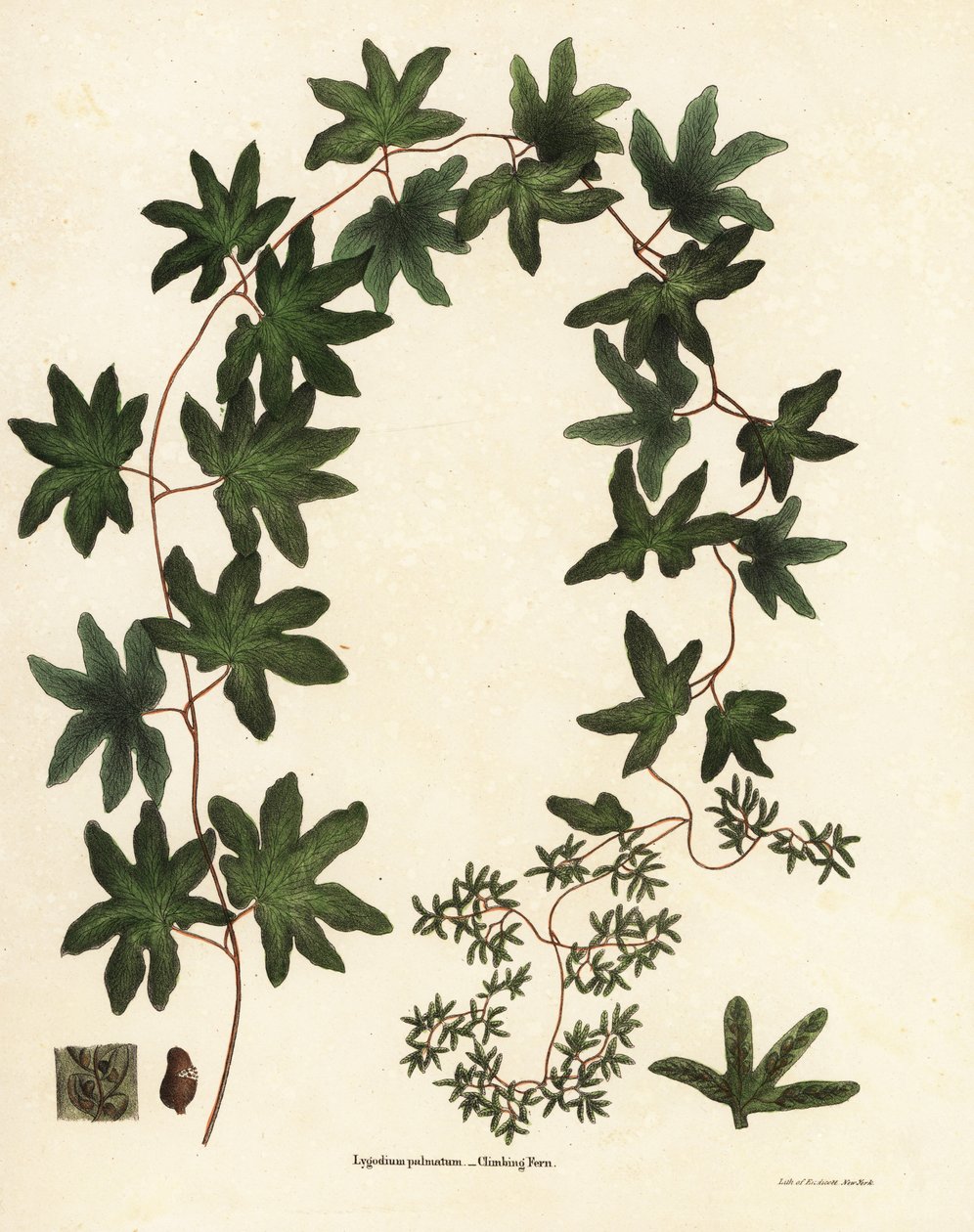 Amerikan tırmanma eğreltiotu veya Hartford eğreltiotu, Lygodium palmatum by Endicott Endicott