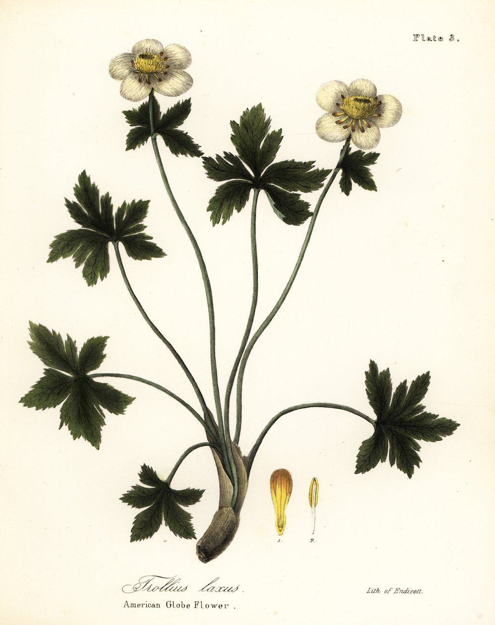 Amerikan küre çiçeği veya Amerikan yayılan küre çiçeği, Trollius laxus by Endicott Endicott