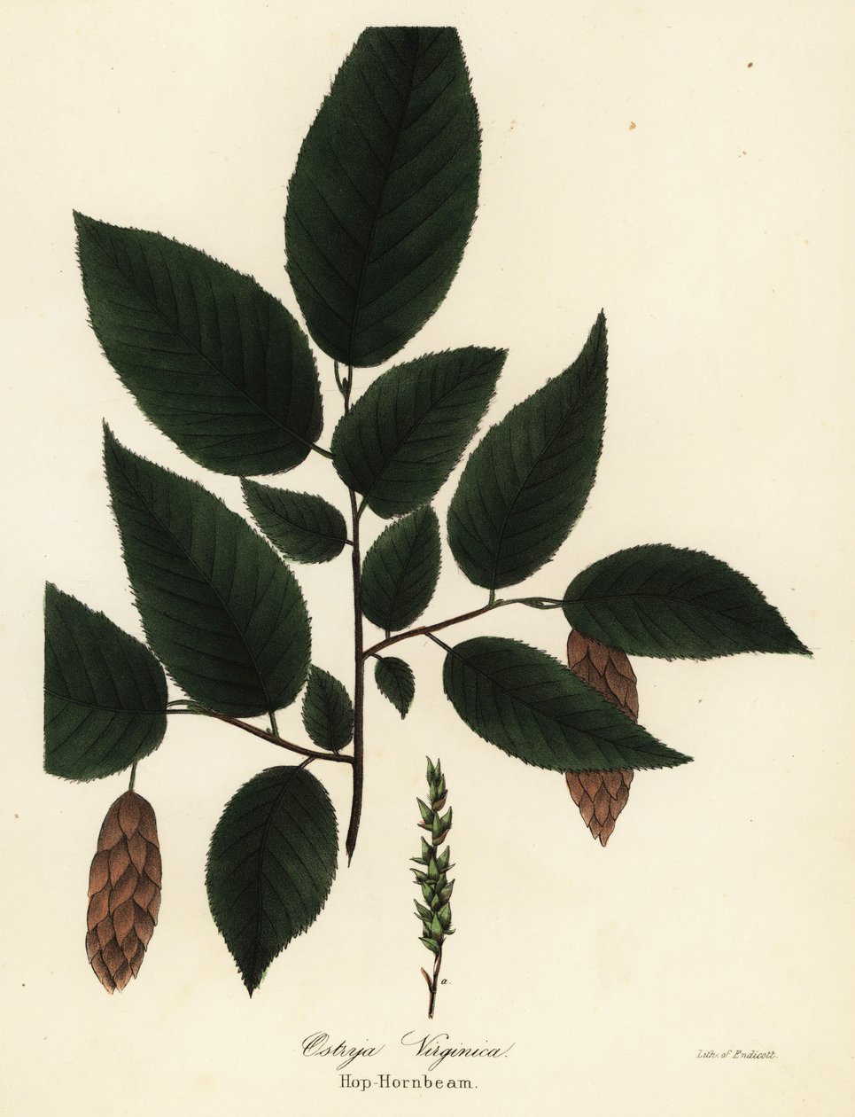 Amerikan gürgen, Ostrya virginiana (Şerbetçiotu, Ostrya virginica) by Endicott Endicott