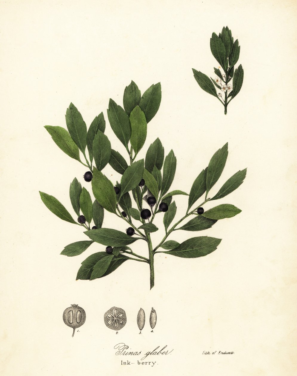 Appalachian çayı, boya yaprakları, yaprak dökmeyen kış çileği, yaban mersini ve inkberry, Ilex glabra by Endicott Endicott