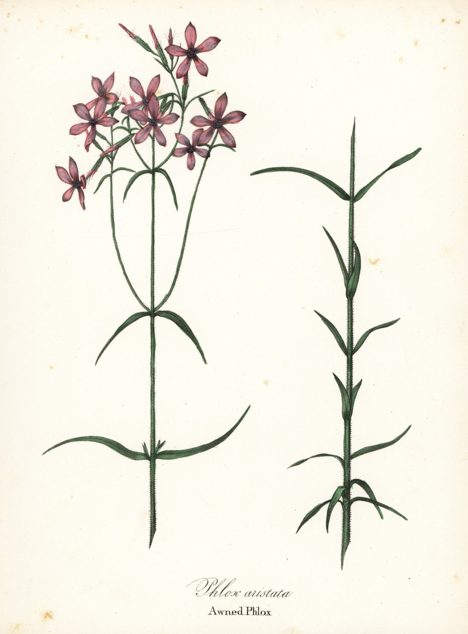 Tenteli phlox, Phlox aristata by Endicott Endicott