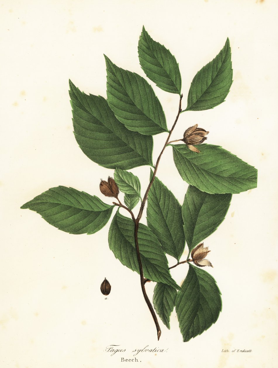 Kayın ağacı, Fagus sylvatica by Endicott Endicott