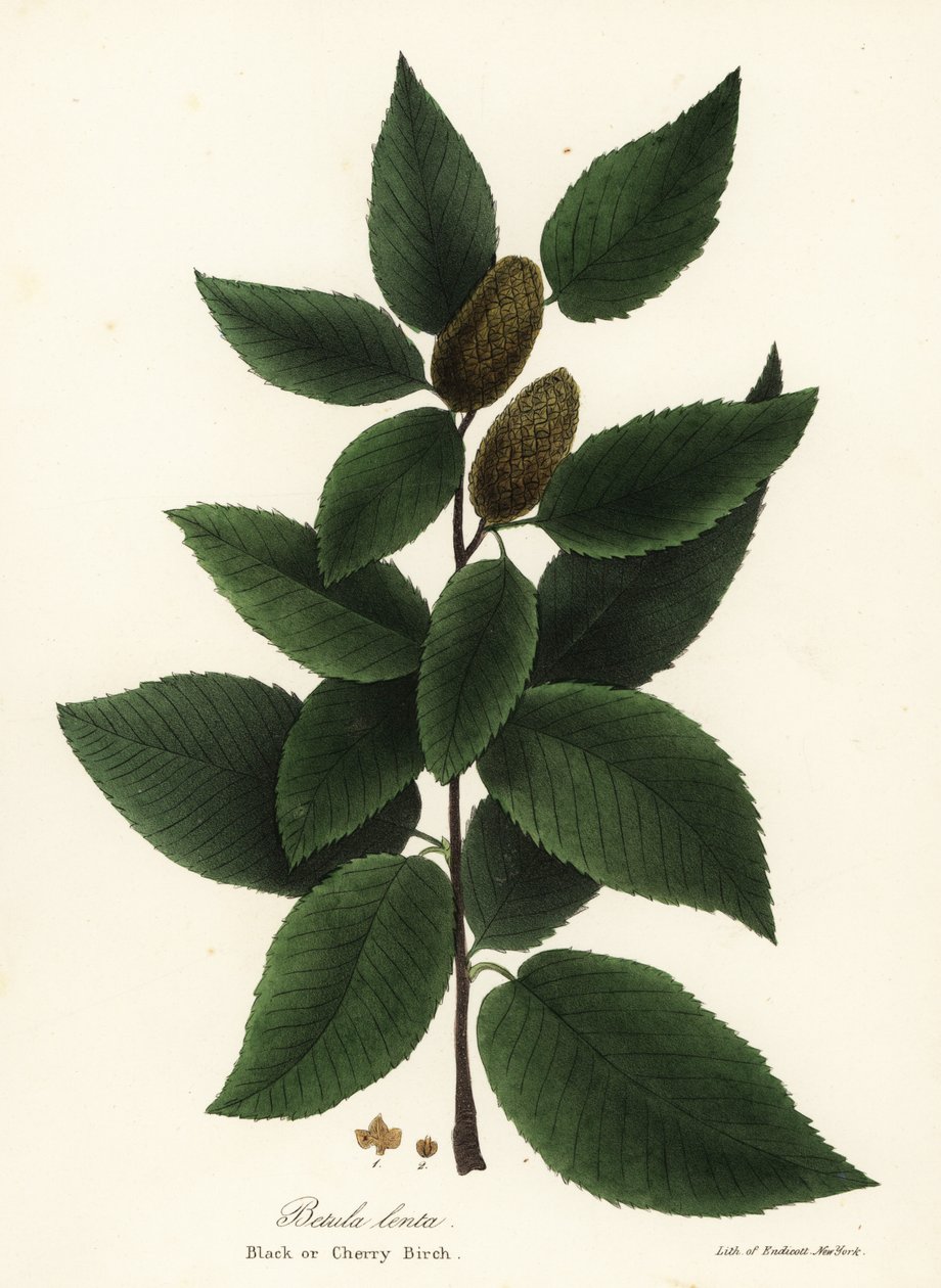 Siyah huş veya kiraz huş, Betula lenta by Endicott Endicott