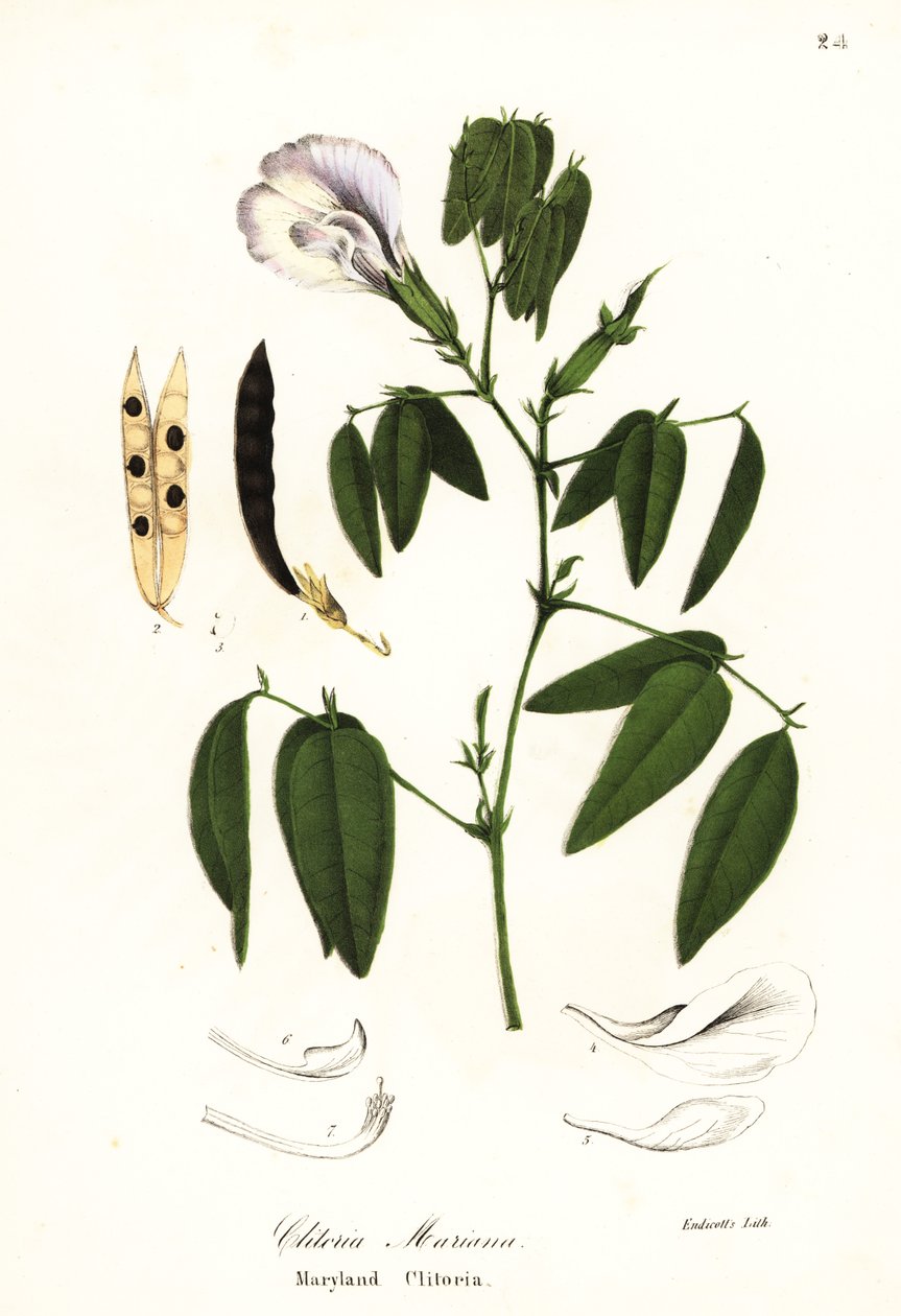 Kelebek bezelye, Atlantik güvercin kanatları veya Maryland clitoria, Clitoria mariana by Endicott Endicott