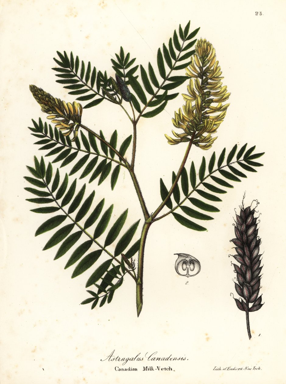 Kanadalı fiğ, Astragalus canadensis by Endicott Endicott