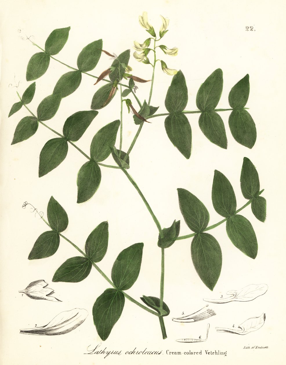 Kremalı bezelye veya krem rengi fiğ, Lathyrus ochroleucus by Endicott Endicott