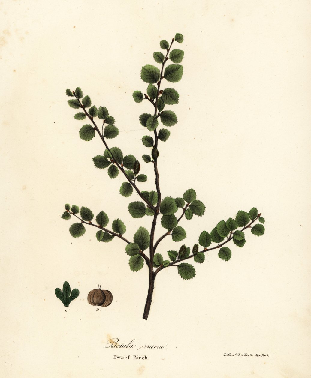 Cüce huş, Betula nana by Endicott Endicott