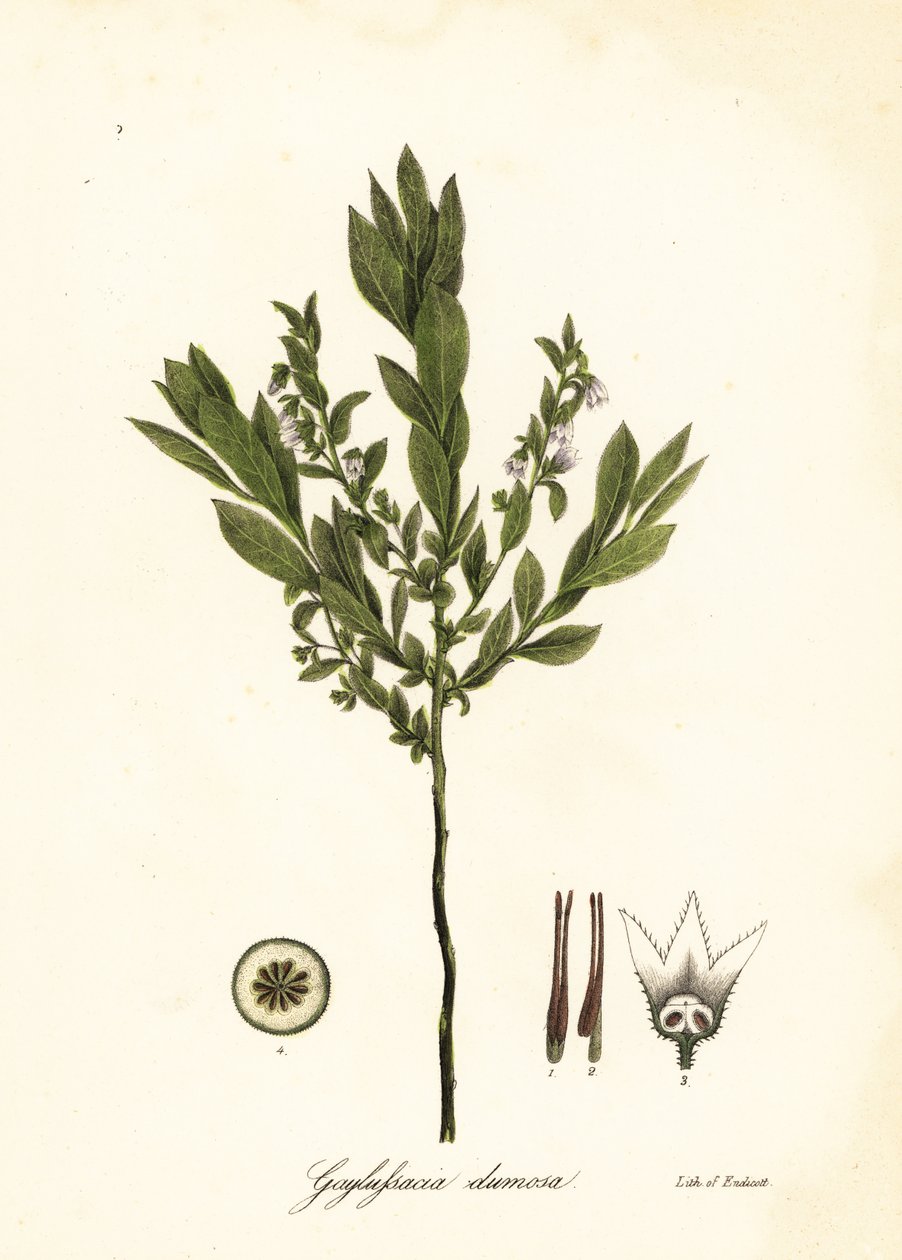 Cüce yabanmersini, çalı yabanmersini veya gopherberry, Gaylussacia dumosa by Endicott Endicott