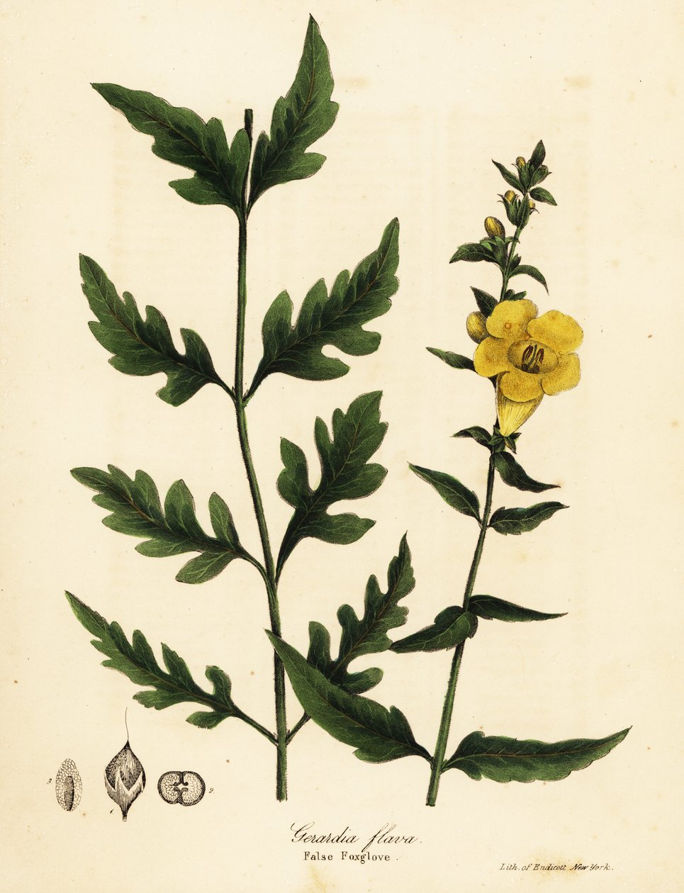 Sahte yüksük otu, Aureolaria flava (Gerardia flava) by Endicott Endicott