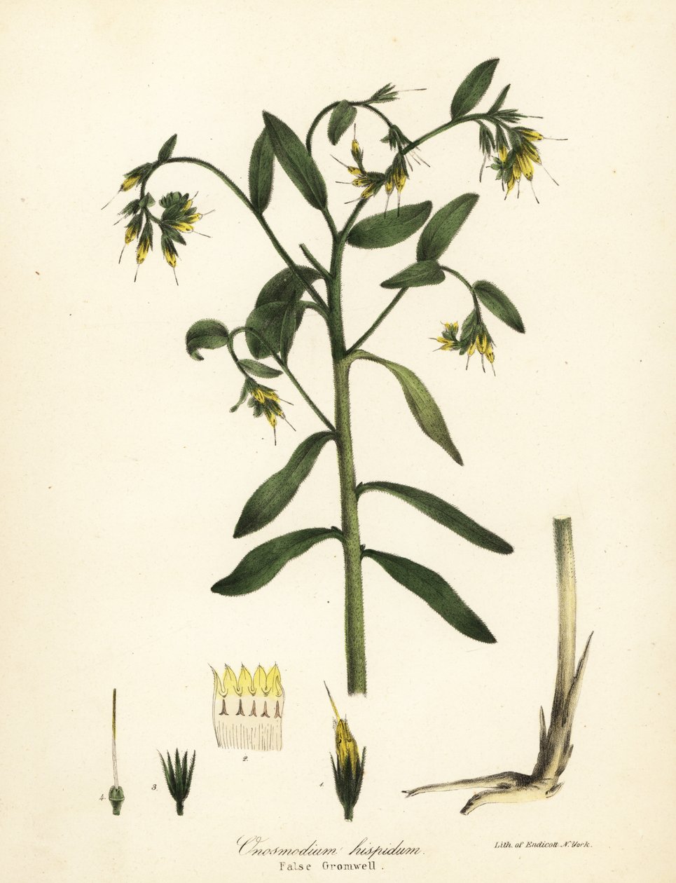 Yanlış gromwell, Onosmodium hispidum by Endicott Endicott