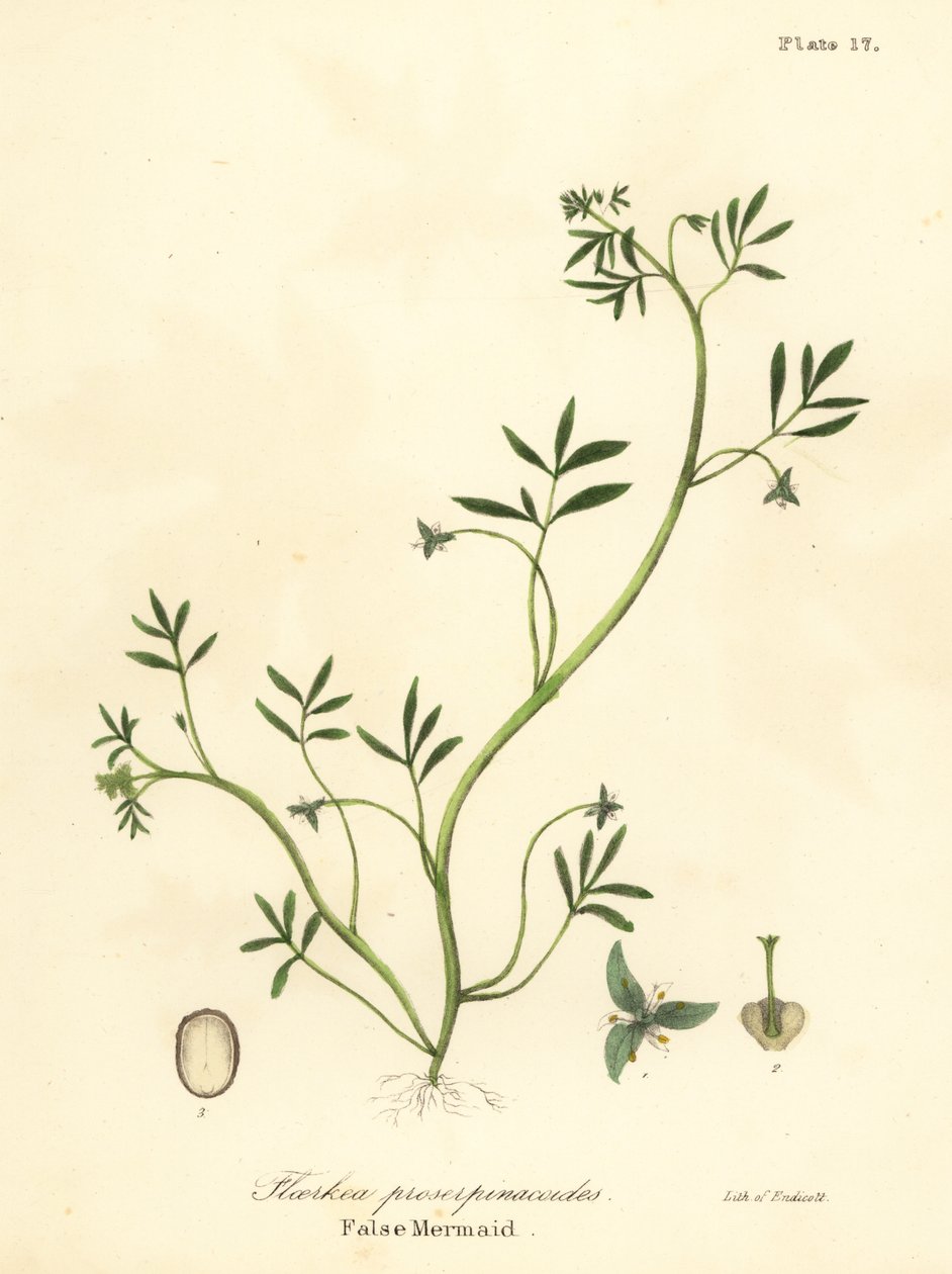 Sahte deniz kızı, Floerkea proserpinacoides by Endicott Endicott