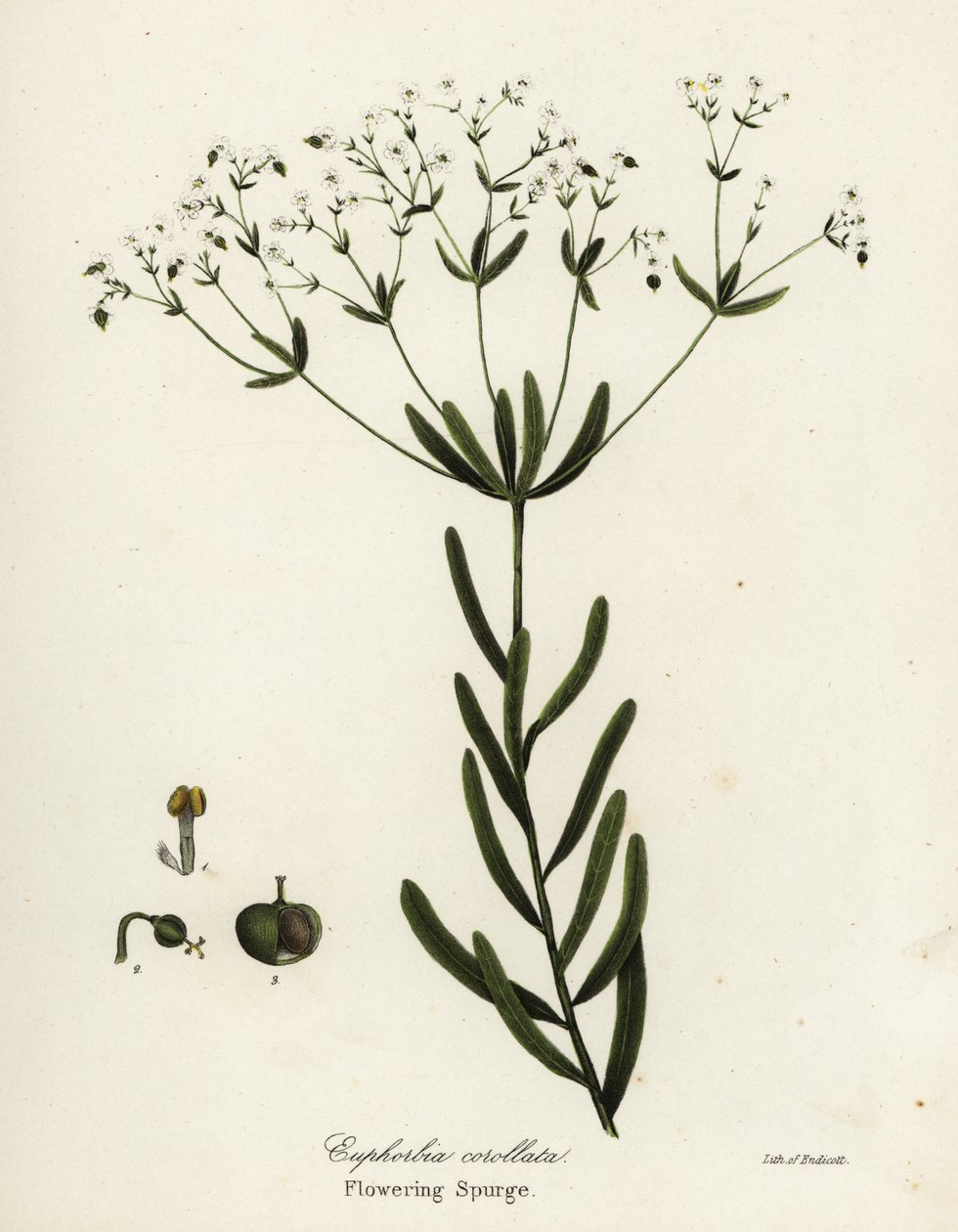 Çiçekli sütleğen, Euphorbia corollata by Endicott Endicott