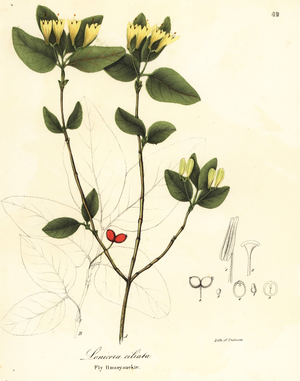 Sinek hanımeli, Lonicera ciliata by Endicott Endicott