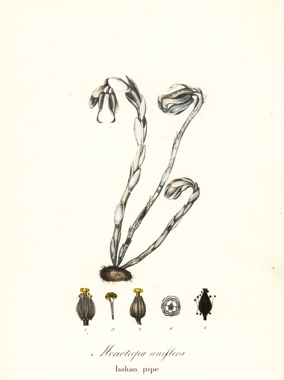 Hayalet bitki, hayalet boru, Hint borusu veya ceset bitkisi, Monotiopa uniflora by Endicott Endicott