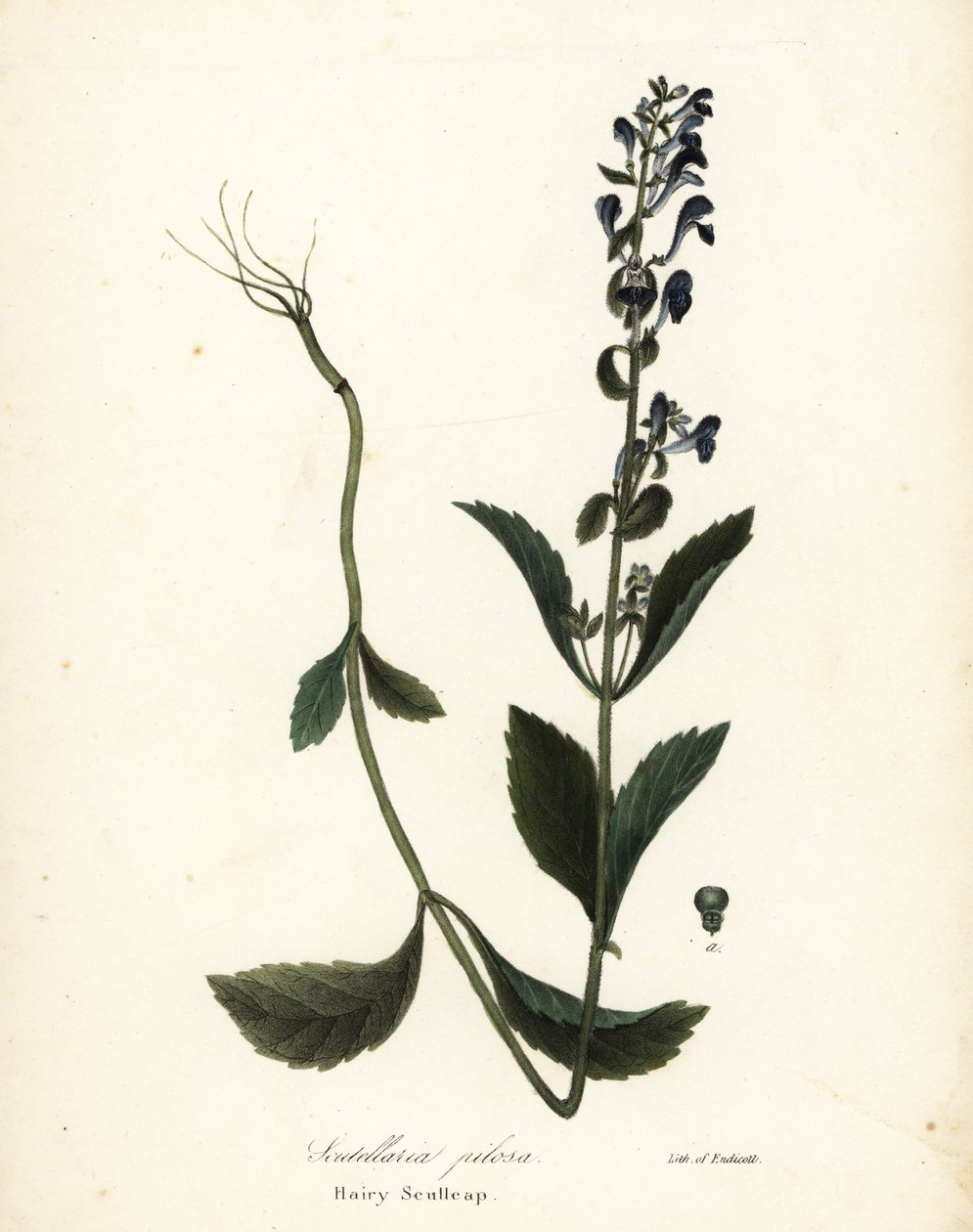 Tüylü Scullcap, Scutellaria elliptica (Scutellaria kıllı) by Endicott Endicott