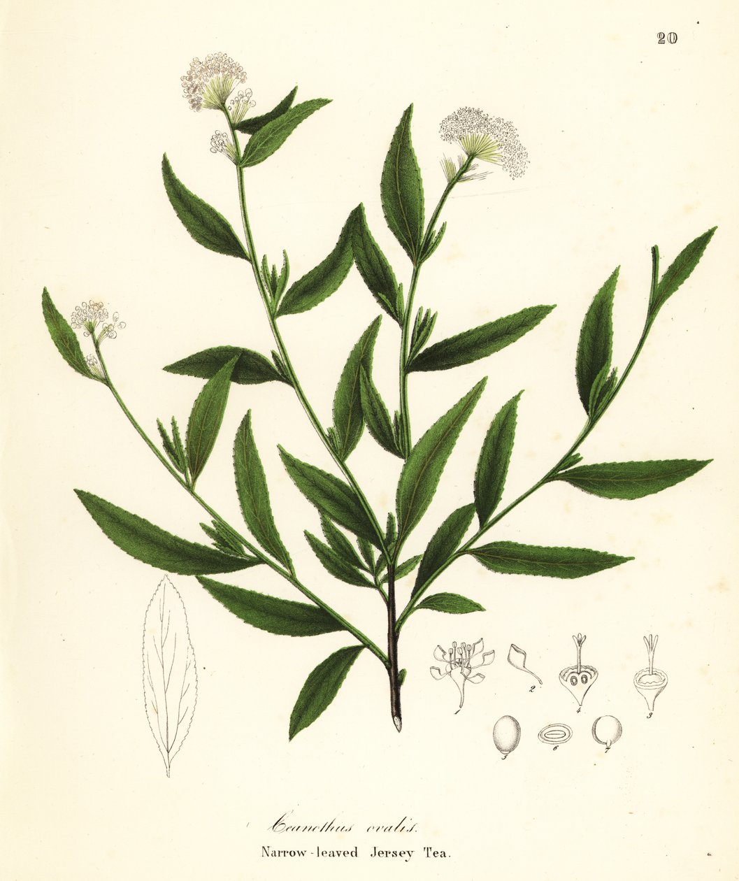 Jersey çayı, Ceanothus herbaceus (Dar yapraklı Jersey Çayı, Ceanothus ovalis) by Endicott Endicott