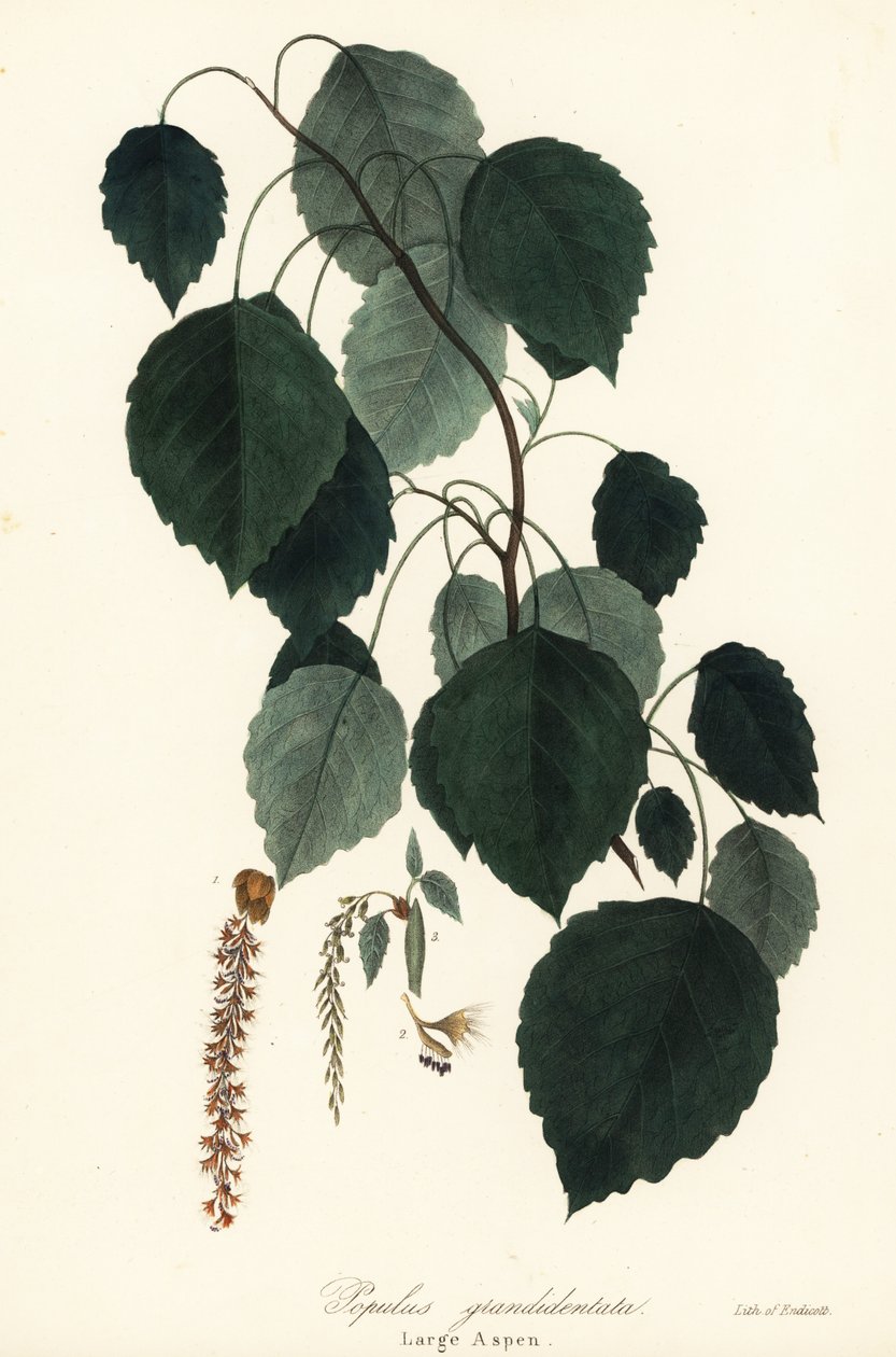 Büyük kavak, büyük dişli kavak, büyük dişli kavak, Amerikan titrek kavak, Kanada kavağı veya beyaz kavak, Populus grandidentata by Endicott Endicott