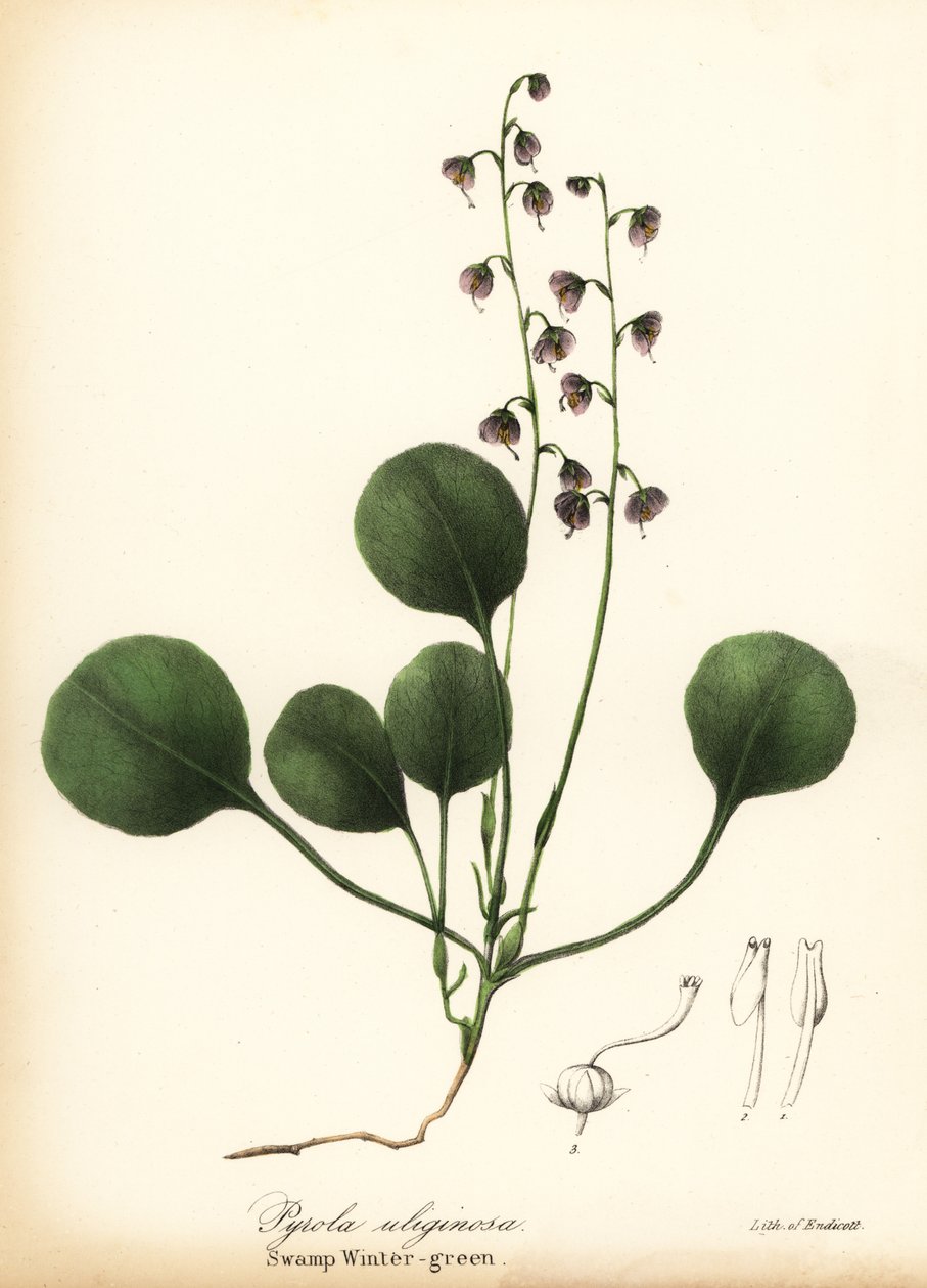 Ciğer yaprağı kış yeşili, bataklık kış yeşili veya pembe kış yeşili, Pyrola asarifolia (Bataklık kış yeşili, Pyrola uliginosa) by Endicott Endicott