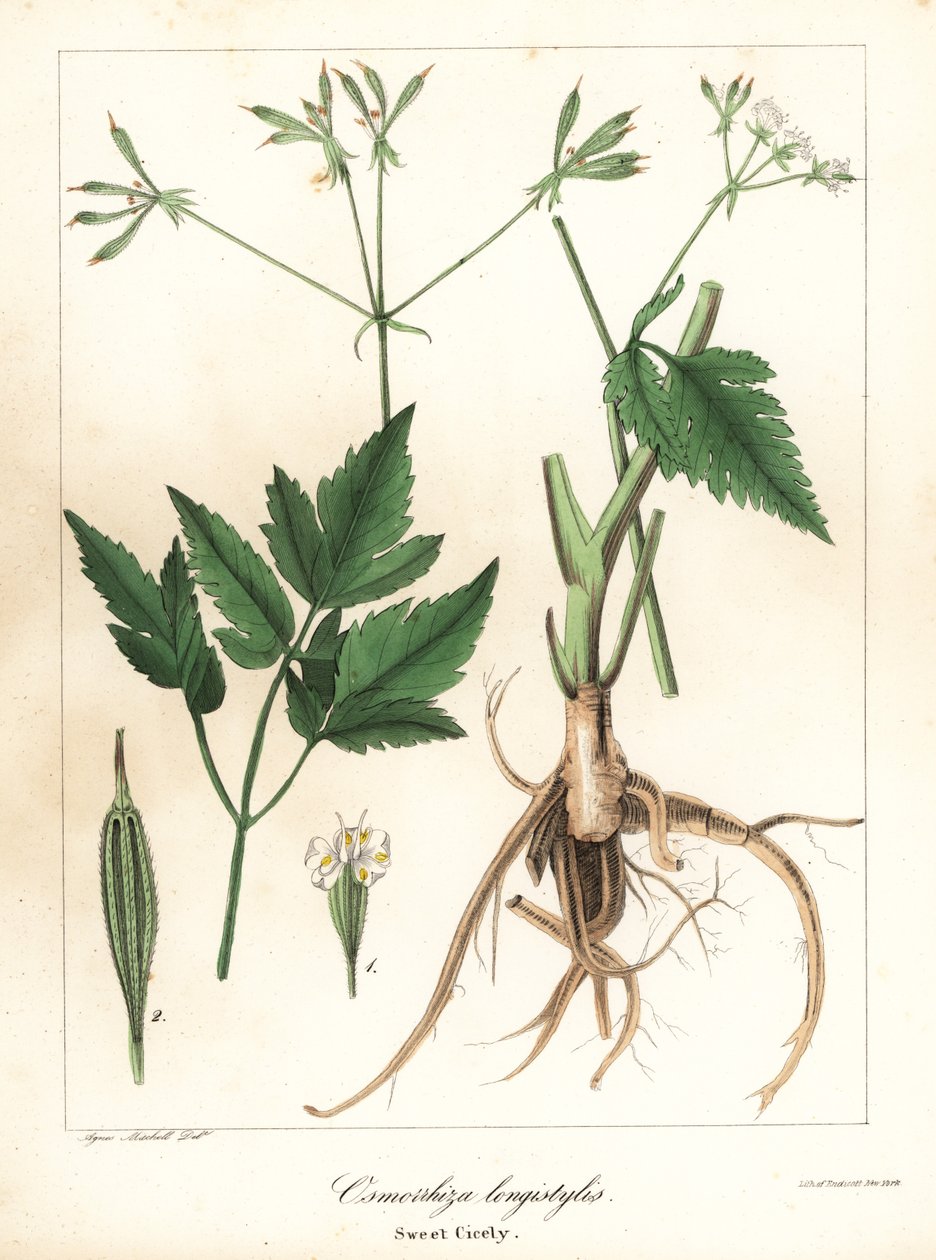 Uzun tarz tatlı-cicely, uzun tarz tatlı kök veya tatlı cicely, Osmorhiza longistylis by Endicott Endicott