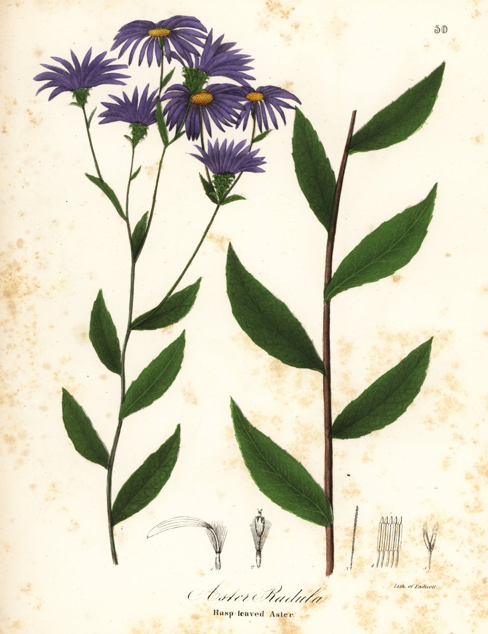 Düşük pürüzlü aster veya pürüzlü ağaç aster, Eurybia radula (Rasp yapraklı aster, Aster radula) by Endicott Endicott