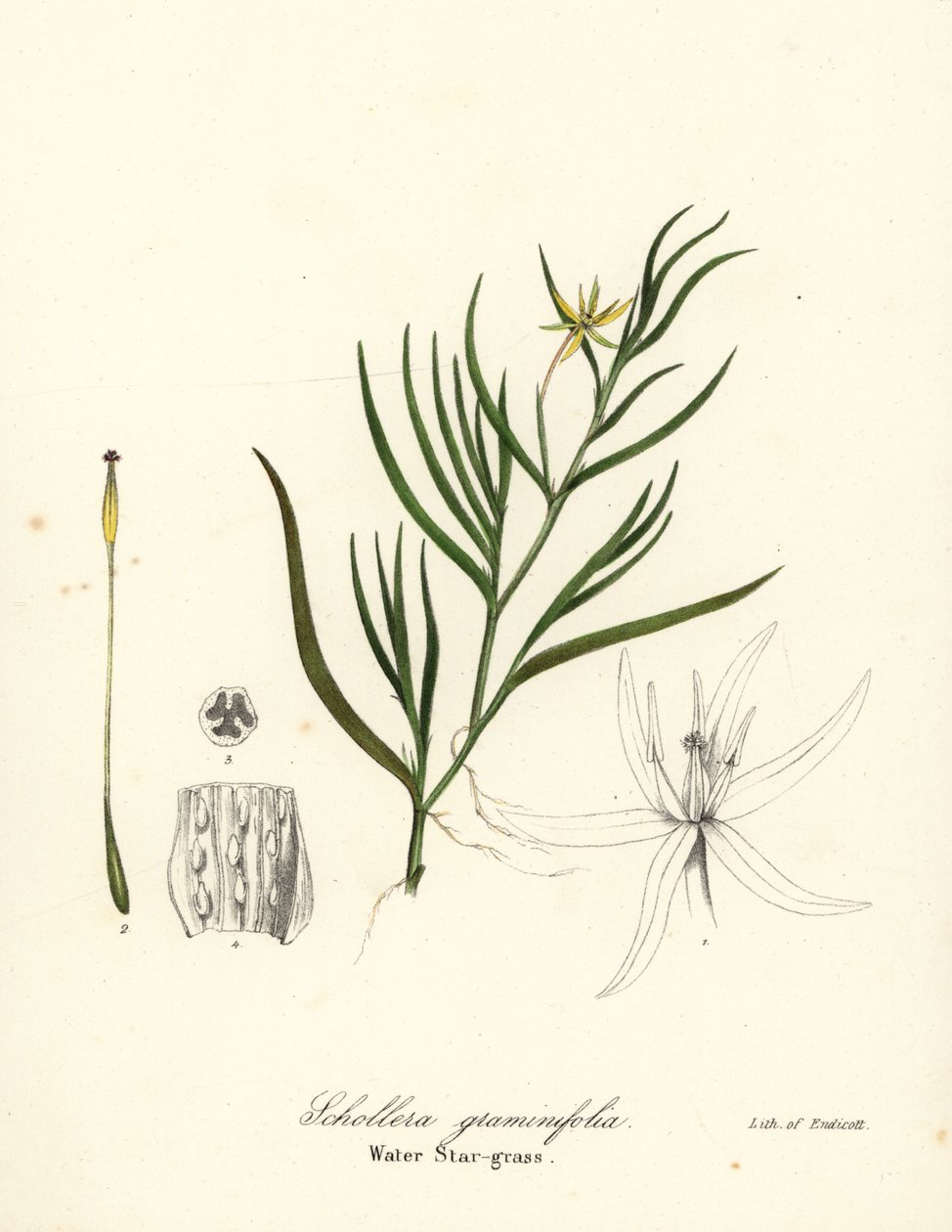 Çamur muz veya su sümbülü, Heteranthera dubia (Su yıldızı otu, Schollera graminifolia) by Endicott Endicott