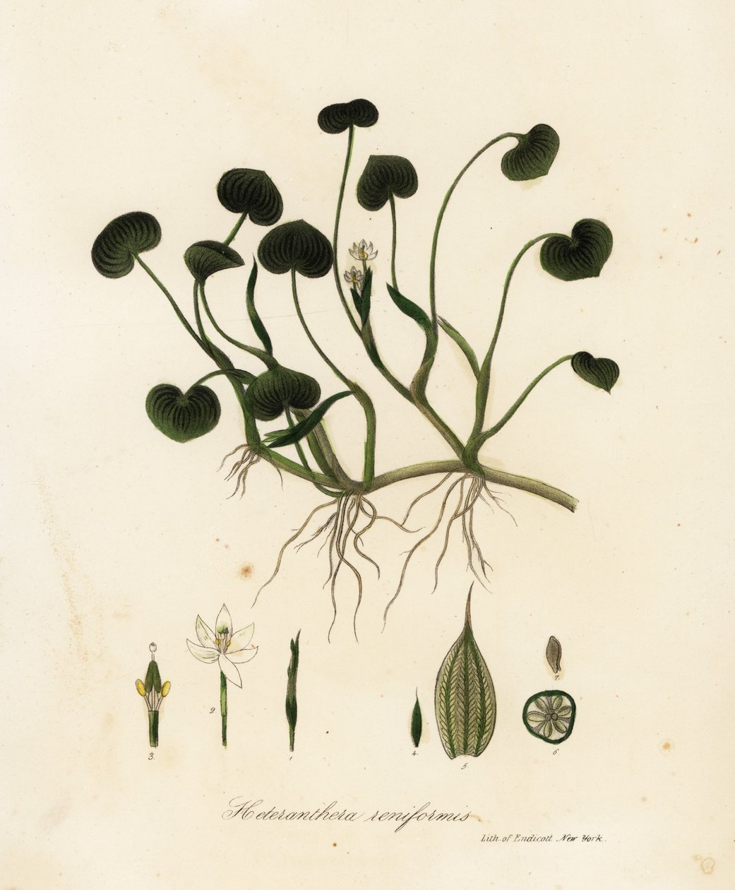 Çamur muz veya su sümbülü, Heteranthera reniformis by Endicott Endicott