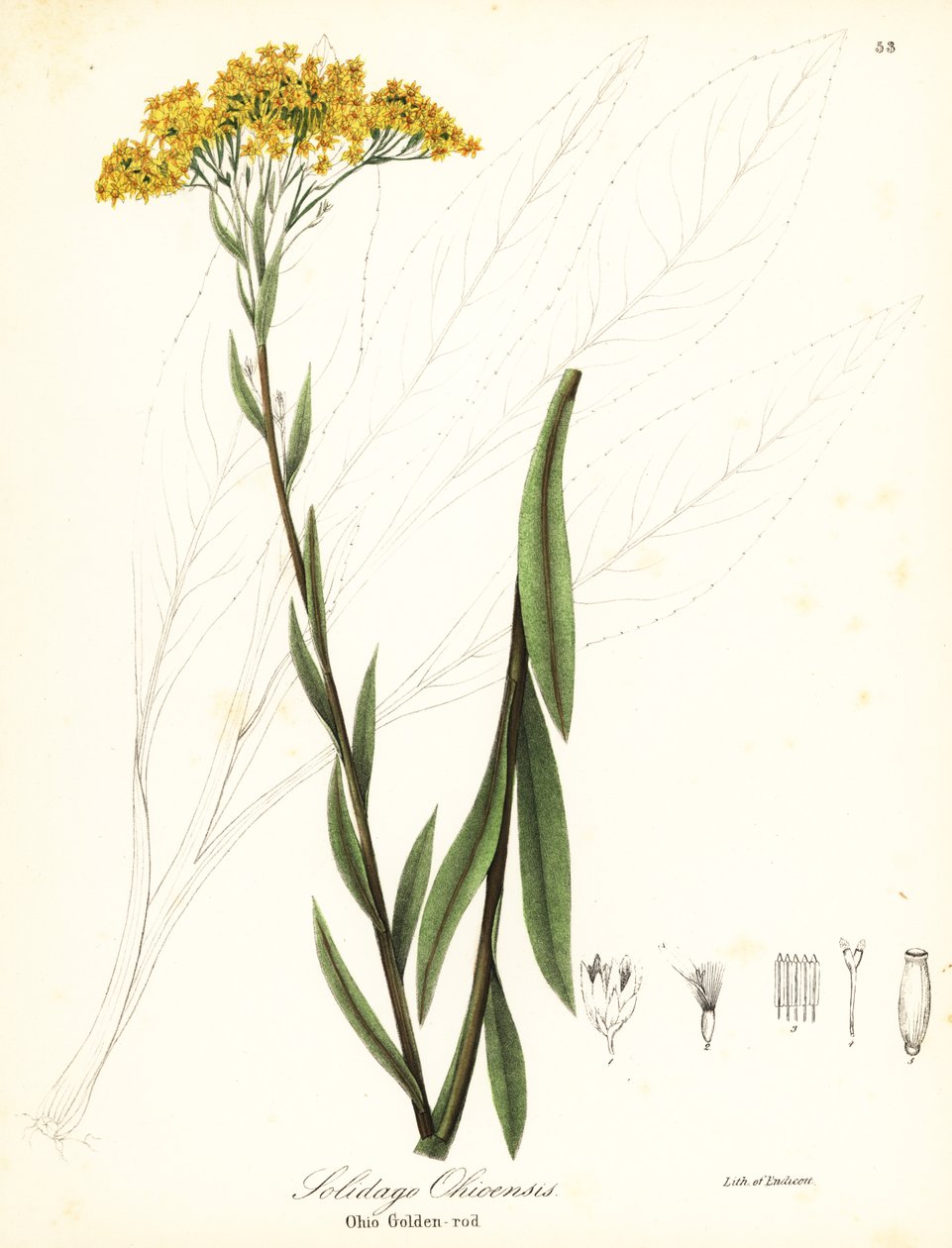 Ohio altın Başak, Solidago ohioensis by Endicott Endicott