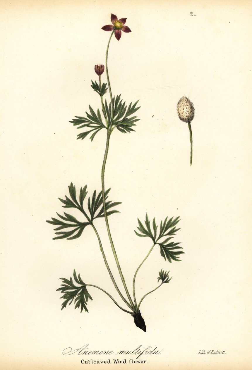 Pasifik anemon veya kesilmiş yapraklı rüzgar çiçeği, Anemon multifida by Endicott Endicott