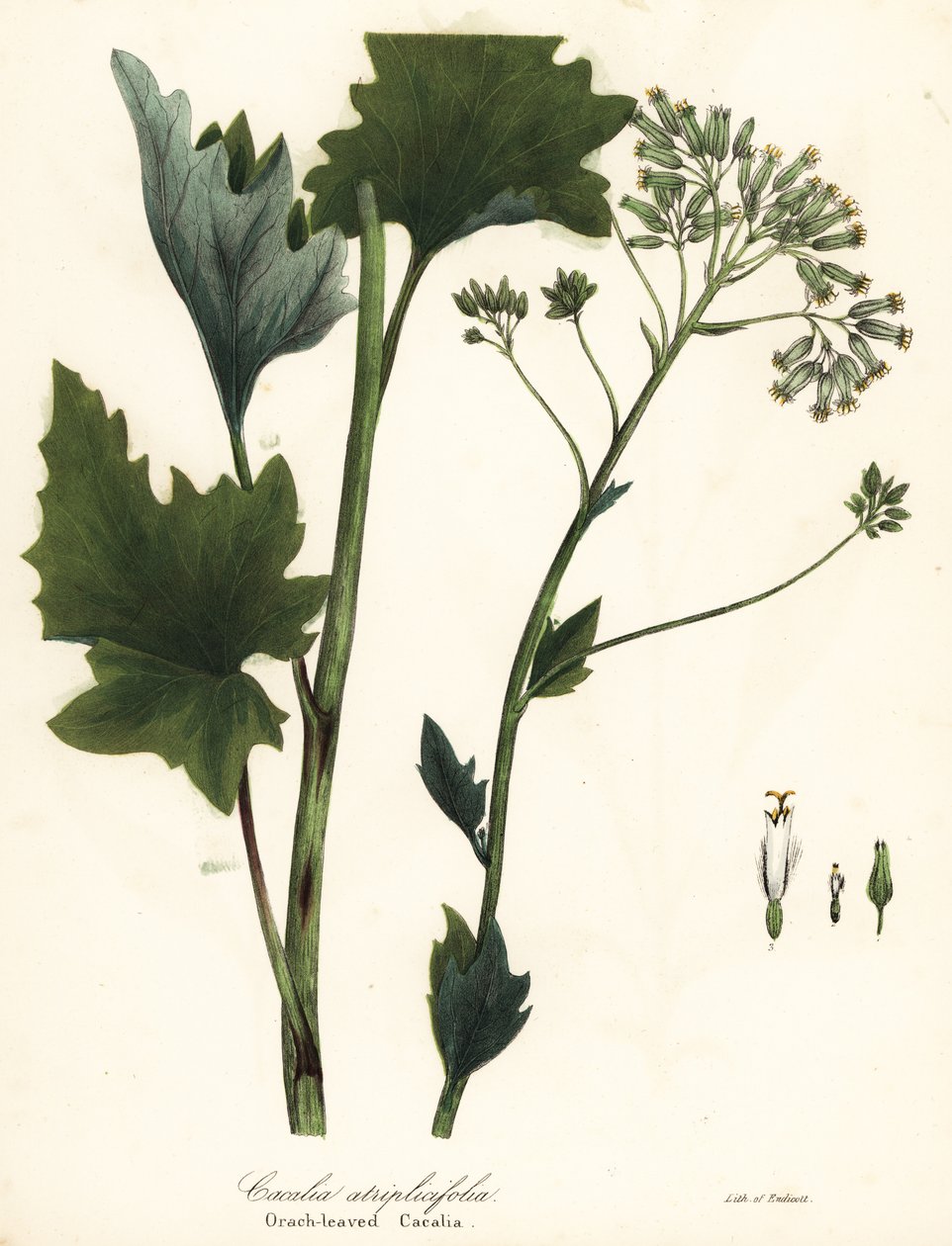 Soluk Hint muz, Arnoglossum atriplicifolium (Orach yapraklı cacalia, Cacalia atriplicifolia) by Endicott Endicott