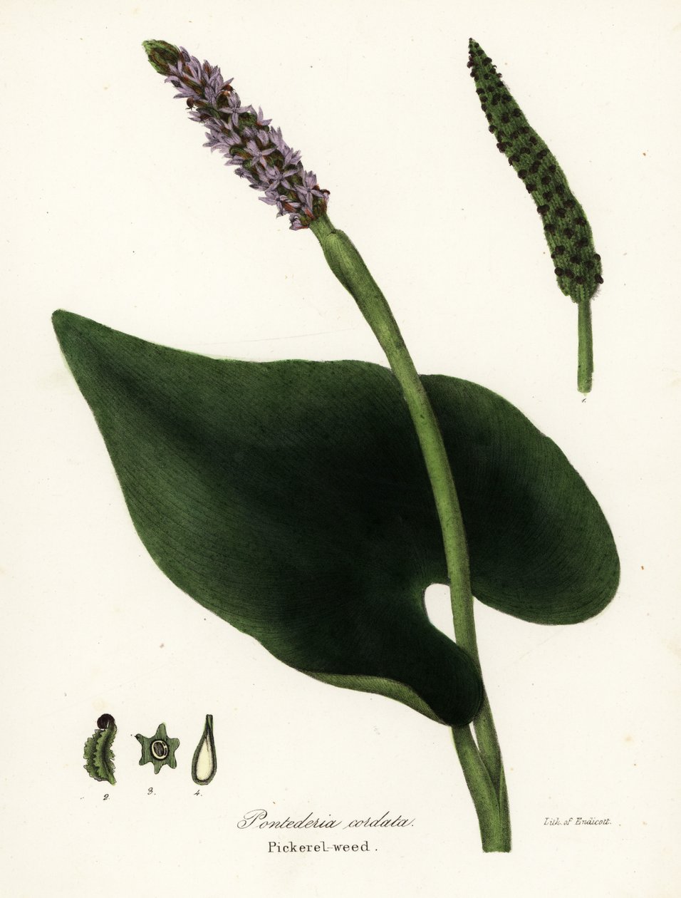 Turşu otu, Pontederia cordata by Endicott Endicott