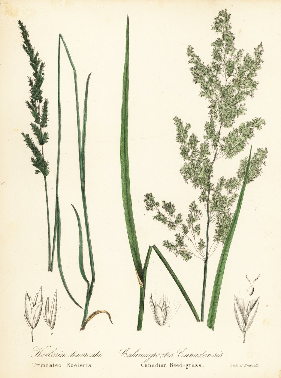 Çayır kama ölçeği, Sphenopholis obtusata ve Kanada kamış otu, Calamagrostis canadensis by Endicott Endicott