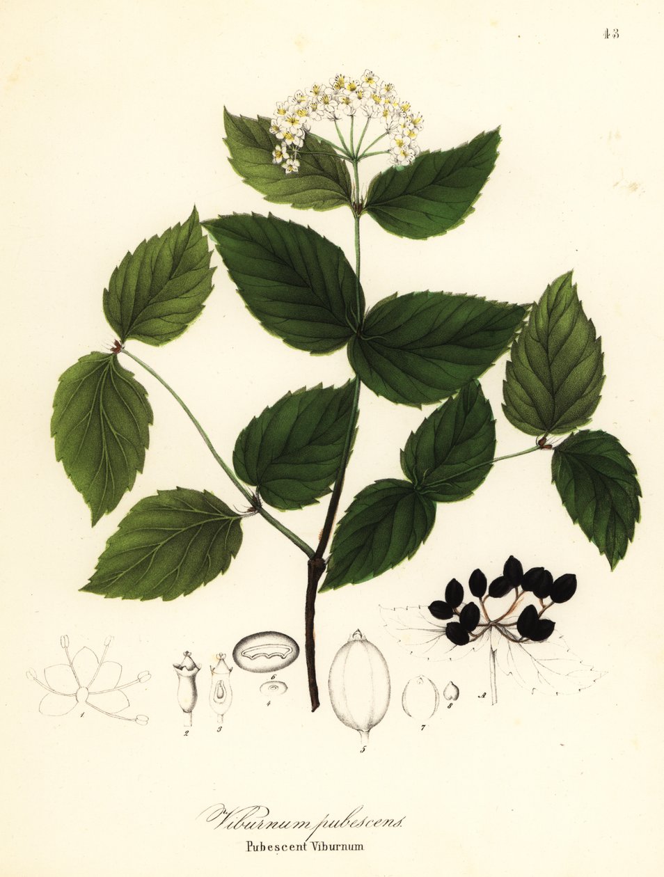 Tüylü kartopu, Viburnum pubescens by Endicott Endicott
