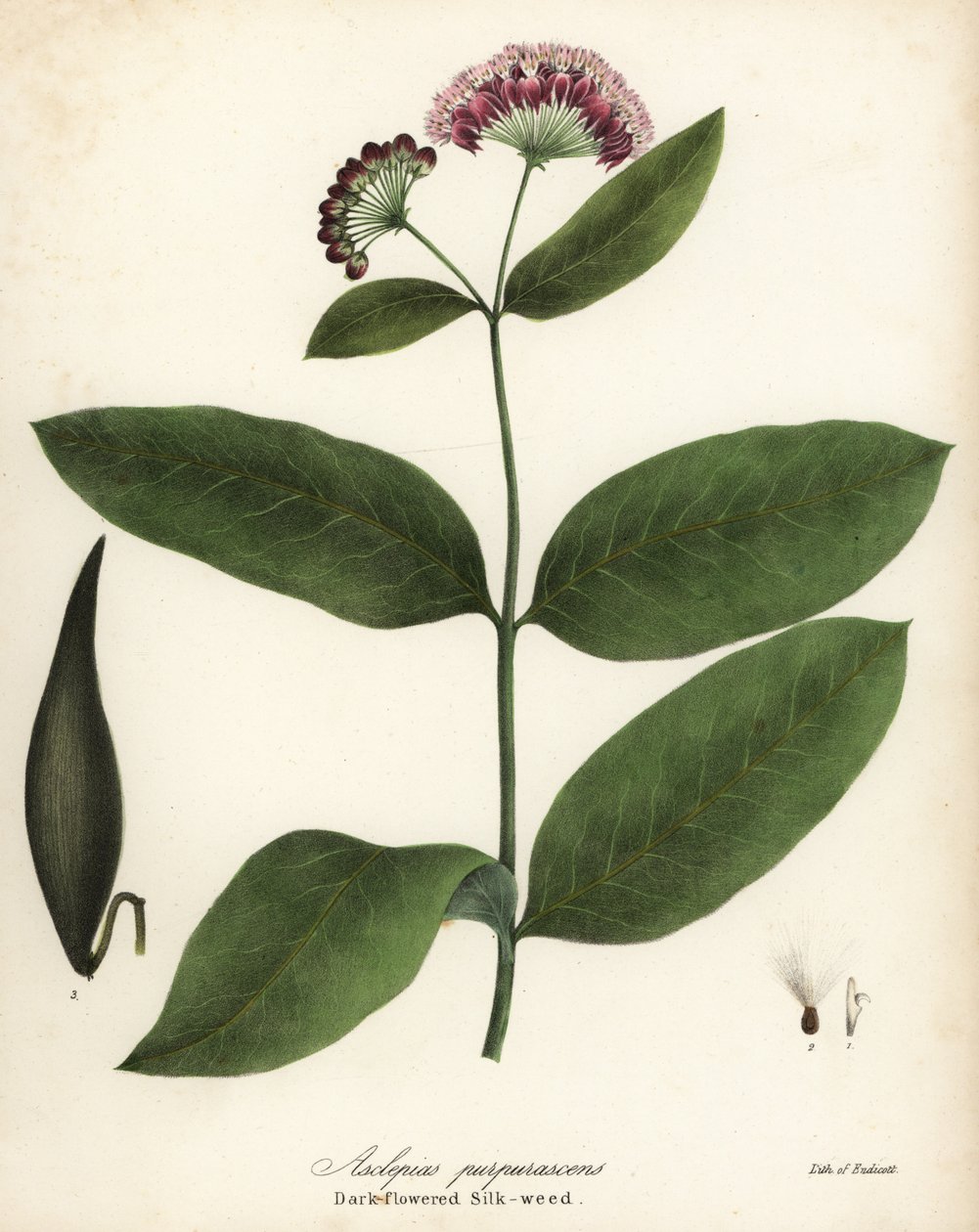 Mor süt otu veya koyu çiçekli ipek otu, Asclepias purpurascens by Endicott Endicott