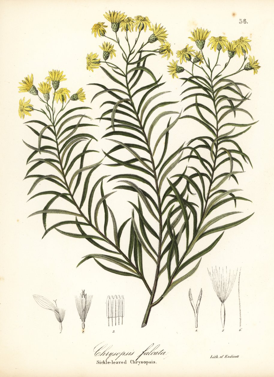 Orak yapraklı ipek otu veya orak yapraklı altın aster, Pityopsis falcata (Orak yapraklı chrysopsis, Chrysopsis falcata) by Endicott Endicott