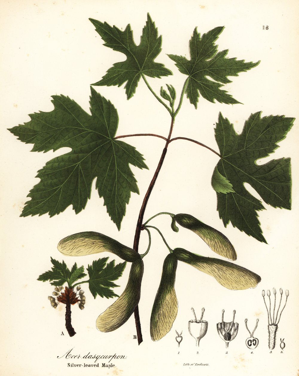 Gümüş akçaağaç, Acer saccharinum (Gümüş yapraklı akçaağaç, Acer dasycarpum) by Endicott Endicott