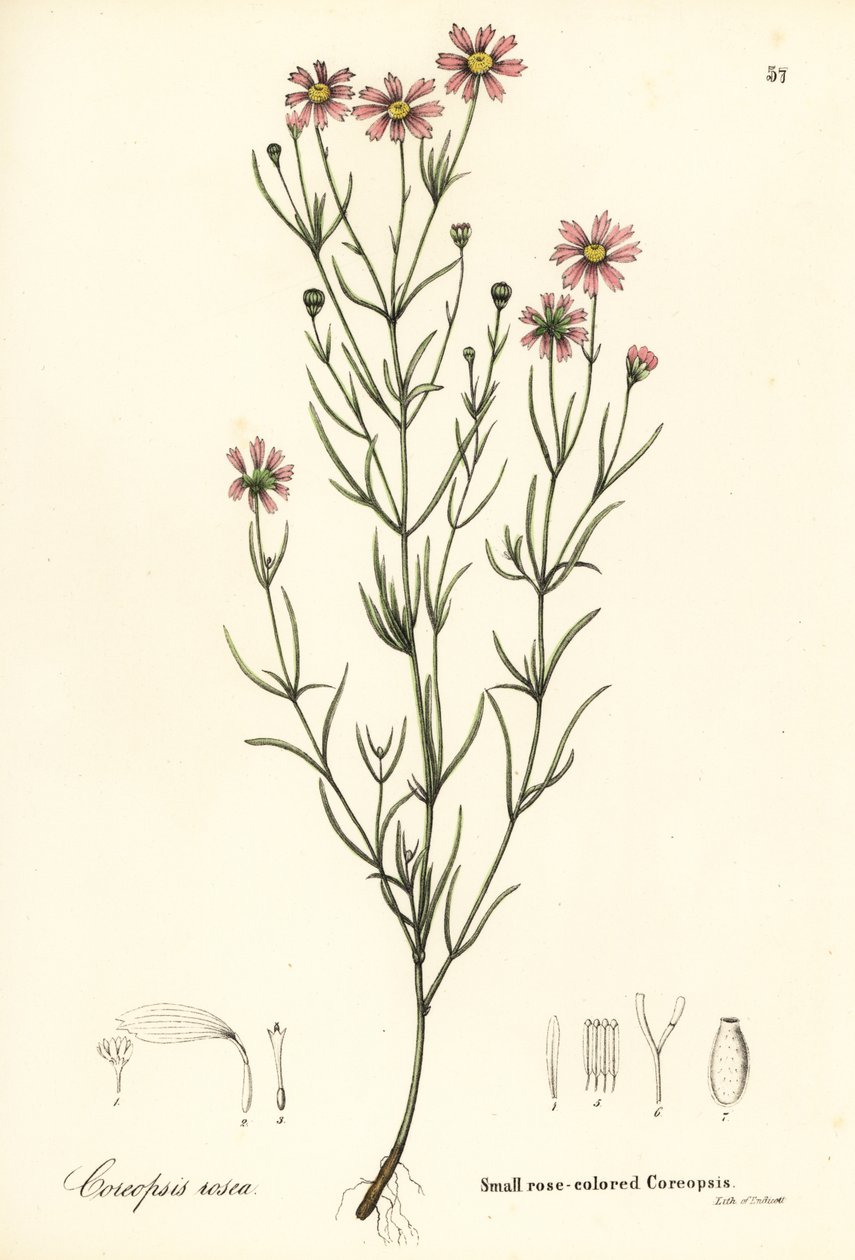 Küçük gül renkli koreopsis, Coreopsis rosea by Endicott Endicott