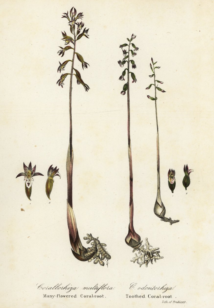 Benekli mercankökü, Corallorhiza maculata ve sonbahar mercan kökü, Corallorhiza odontorhiza (Çok çiçekli mercankökü, Corallorhiza multiflora ve dişli mercan kökü, C by Endicott Endicott