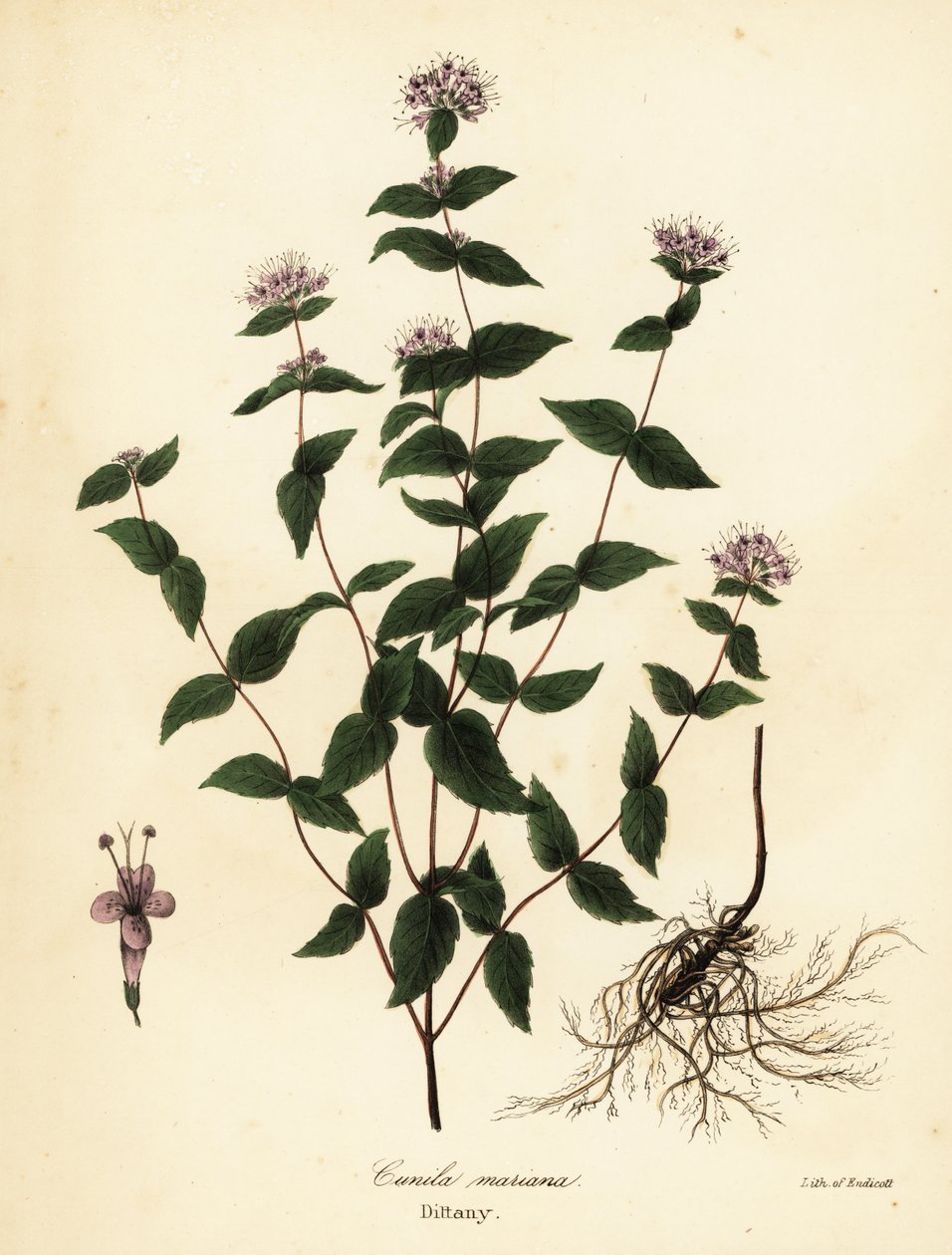 Taş nane, don nane, dittany ve Amerikan dittany, Cunila origanoides (Cunila mariana) by Endicott Endicott