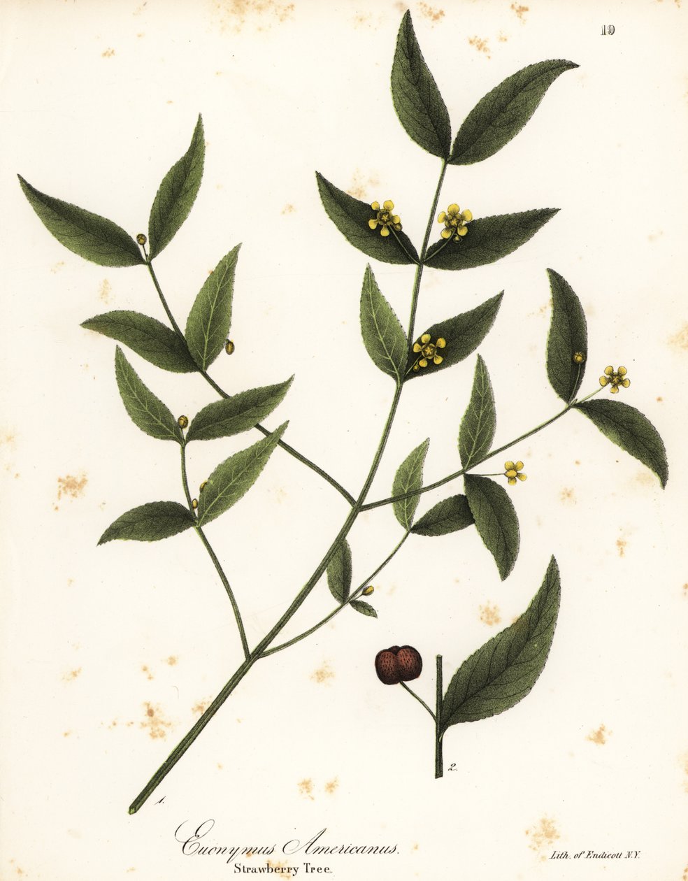 Çilek ağacı, Euonymus americanus by Endicott Endicott