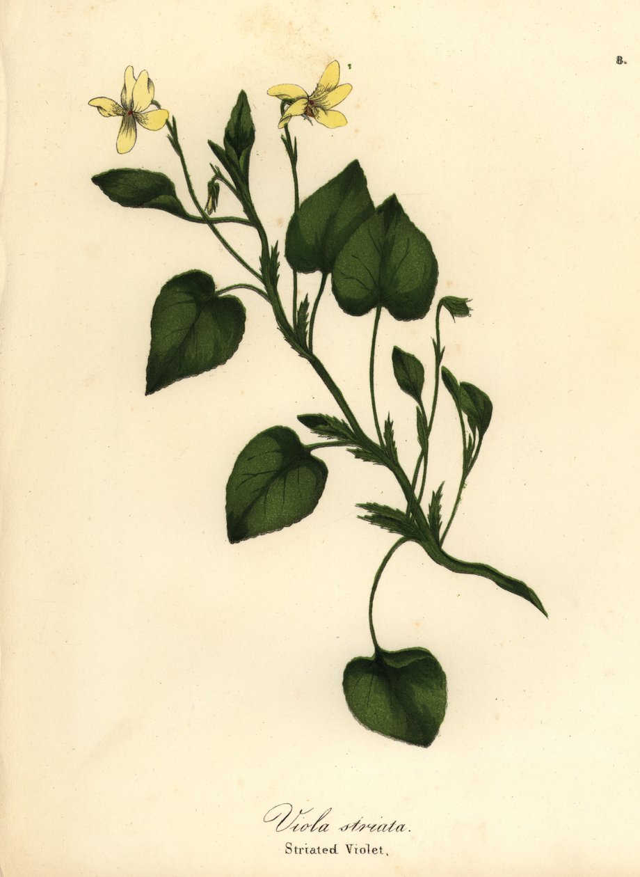 Çizgili krem menekşe, kremsi menekşe veya çizgili menekşe, Viola striata by Endicott Endicott