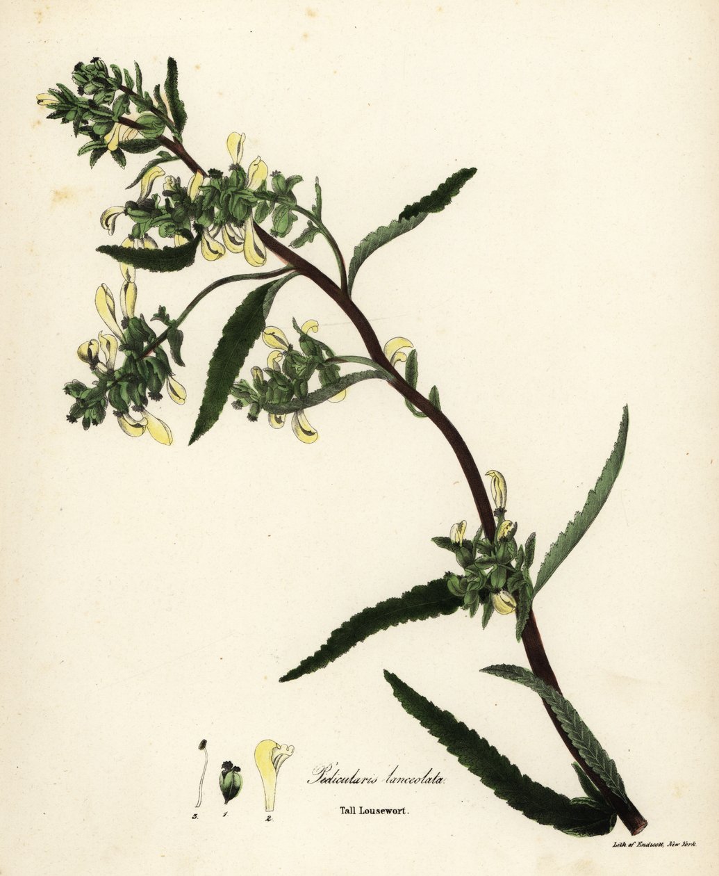 Uzun bit otu veya bataklık biti, Pedicularis lanceolata by Endicott Endicott