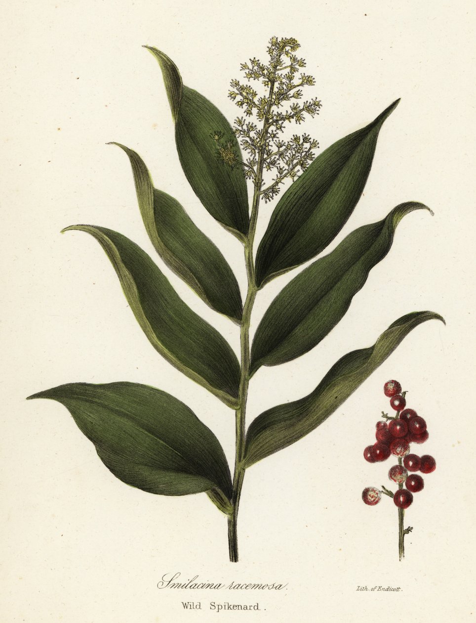 Treacleberry, Maianthemum racemosum (Vahşi spikenard, Smilacina racemosa) by Endicott Endicott