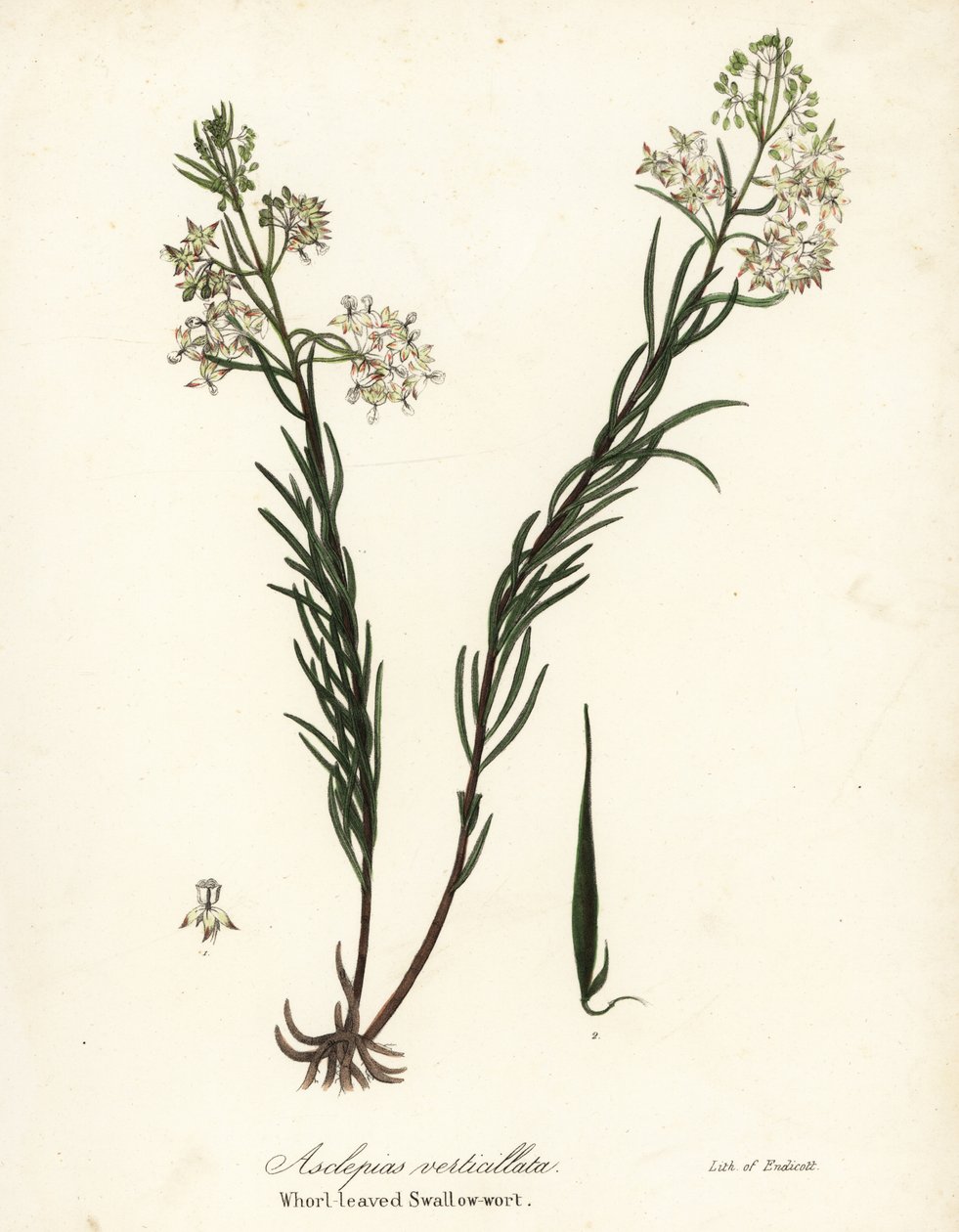 Whorled süt otu, doğu whorled süt otu, atkuyruğu süt yosunu veya whorl-yapraklı kırlangıçotu, Asclepias verticillata by Endicott Endicott